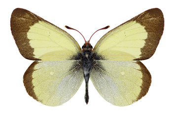 Butterfly Colias chippewa on a white background