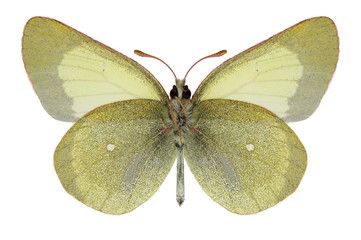 Butterfly Colias chippewa (underside) on a white background