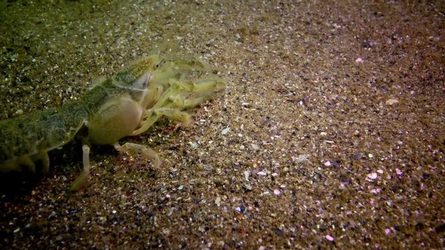 Sea cliff (Upogebia pusilla) - a species of crustaceans of the superfamily kalianasov. The species is listed in the Red Data Book of Ukraine.