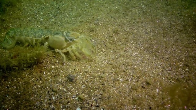 Sea cliff (Upogebia pusilla) - a species of crustaceans of the superfamily kalianasov. The species is listed in the Red Data Book of Ukraine.