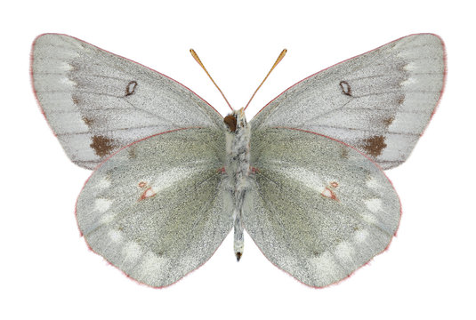 Butterfly Colias nastes jacutica (underside) on a white background