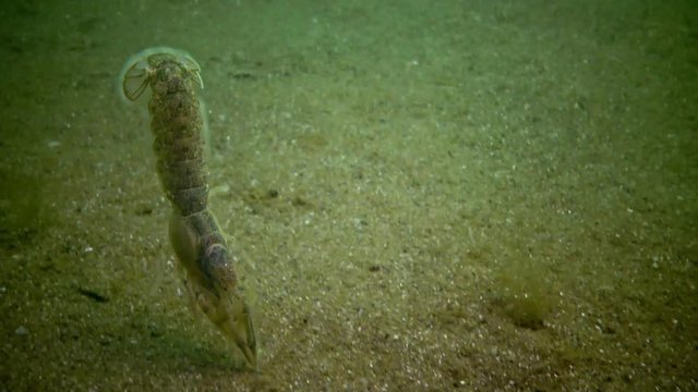 Sea cliff (Upogebia pusilla) - a species of crustaceans of the superfamily kalianasov. The species is listed in the Red Data Book of Ukraine.