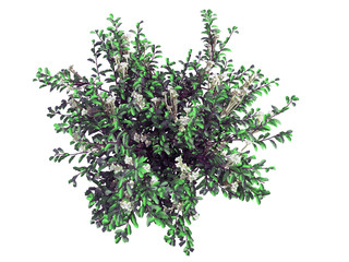 3d rendering of a realistic green top view tree isolated on white