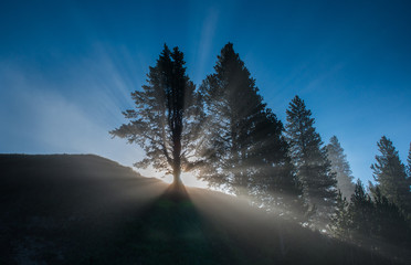 Yellowstone Landscape