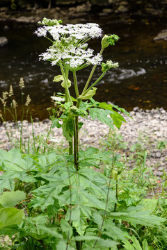 Giant Hogweed, an invasive species which causes dangerous burns, blisters and painful rashes lasting a number of months.