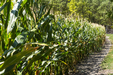 Fototapeta premium A path along a green cornfield