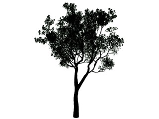 3d rendering of a silhouette tree isolated on white background