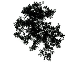 3d rendering of a silhouette tree isolated on white background