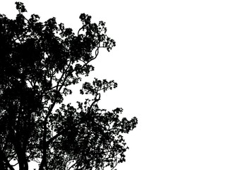 3d rendering of a silhouette tree isolated on white background