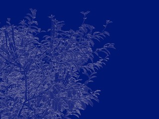 Fototapeta na wymiar 3d rendering of an outlined tree blueprint isolated on blue background