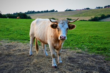 One cow