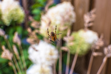 Spider in web