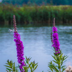 Purple flower with water in background
