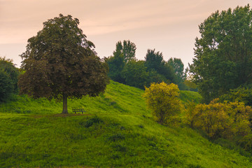 Single tree with bench