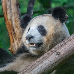 Portrait of a panda bear