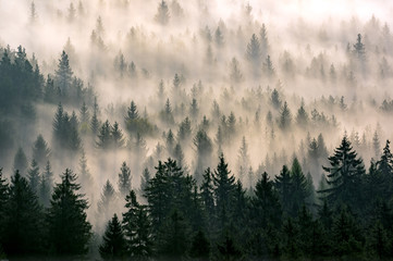 Misty forest - obrazy, fototapety, plakaty