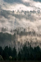 Wall murals Forest in fog Misty forest