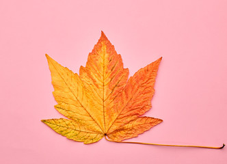 Autumn Arrives. Fall Leaves Background. Fall Fashion Design. Art Gallery. Minimal. Yellow Maple Leaf on Pink. Autumn Vintage Concept