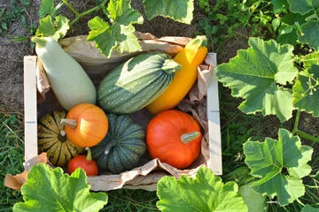 Photo sur Plexiglas Légumes Récolte de potirons et courges