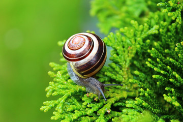 Snail with shell on the branch of a green Bush