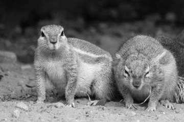 Erdmännchen