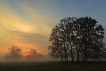 Fototapeta na wymiar Misty sunrise through Oak trees Stanford-on-Avon