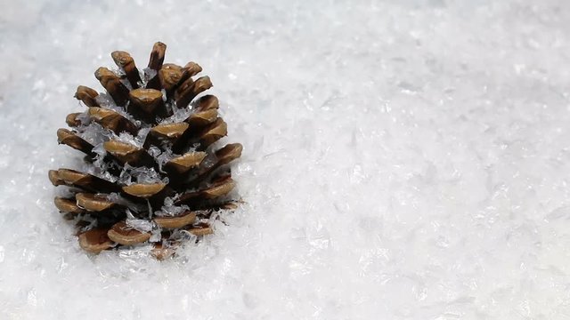 Snow gently falling on a pine cone with copy space on the right for additional text