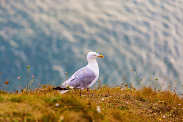 Closeup of seagull on rock on Alabaster coast of Etretat, France
