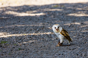 Owl