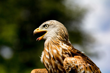 Eagle