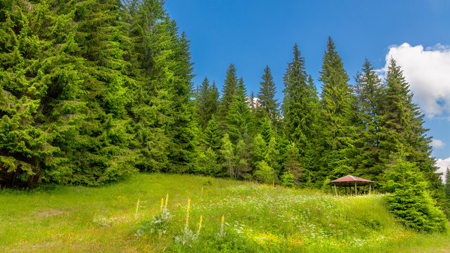 Fototapeta Elatia wood - Karantere - Drama