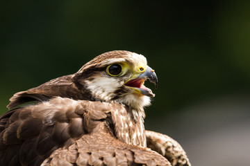 Bird of prey