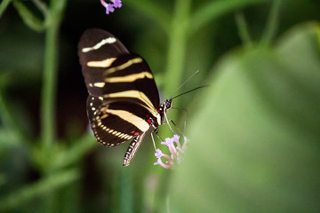 Obraz na płótnie Canvas butterfly close up