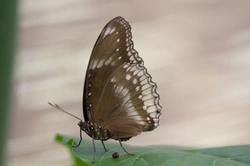 butterfly close up