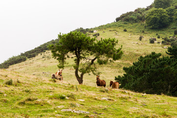 Coast view in the Basque country