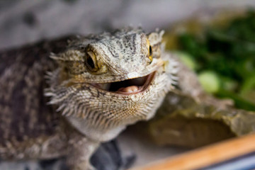 Lizard close up