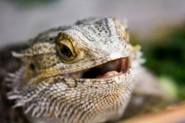 Lizard close up