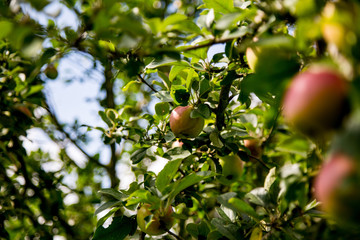 Apple tree