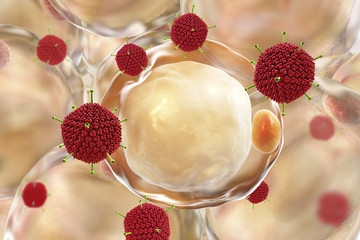 Adenoviruses and fat cells, conceptual image, 3D illustration. Adenovirus 36 is supposed to be the etiological factor of obesity