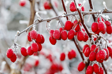 Berberis branch under heavy snow and ice