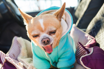 Portrait of cute chihuahua dog in outdoors