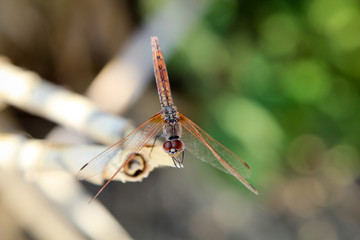 Libelle auf Pflanze, Natur, Insekten 