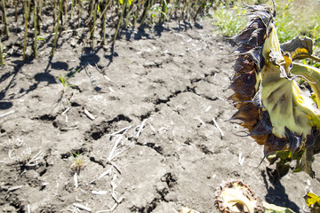 Dried sunflowers. One sunflower. dry soil of a barren land