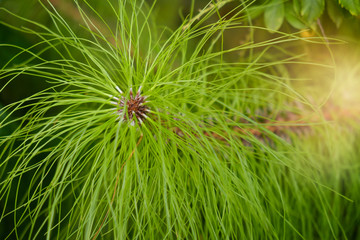 Pine leaf / View of pine leaf in the garden. Soft focus.