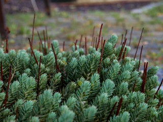 Pflanzen mit &Auml;stchen