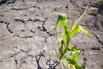 Corn stalk roots in dry  drought
