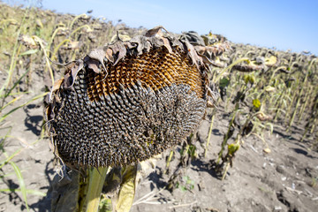 sunflowers in the autumn field
