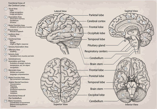 cerebral cortex location