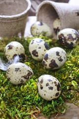 Quail eggs on moss