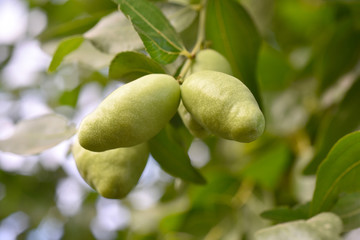 Jojoba green plant